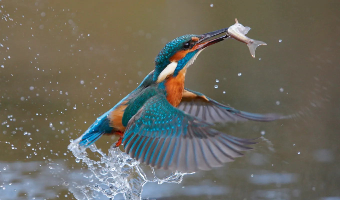 Biomimicry Consultancy