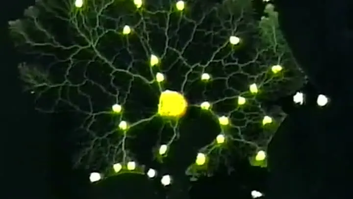 Hoe zou Nature's Intelligence dit oplossen?